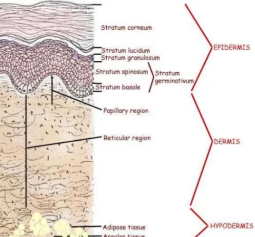 Figure 2 : Structure histologique de la peau normale ,  adapté de Laxman Khanal MS, Skin and Appendages