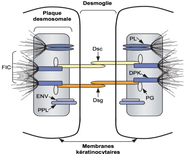 Figure 3 : Organisation moléculaire du desmosome,  adapté de Mouquet H, Gilbert D et al