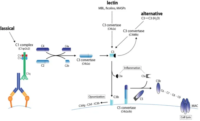 Figure  7  :  Les  trois  voies  d’activation  du  complément,  adapté  de  Meyer  S,  Leusen  JH  et  al