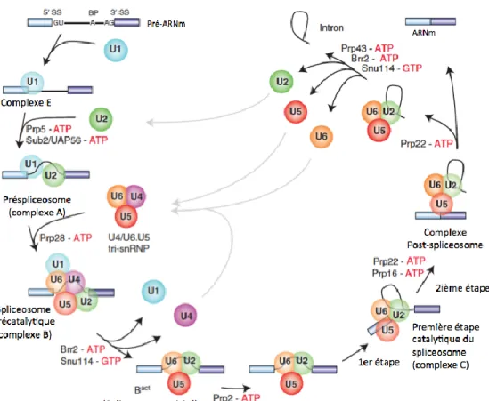 Figure 2. Épissage de type U2 du pré-ARNm par le spliceosome 