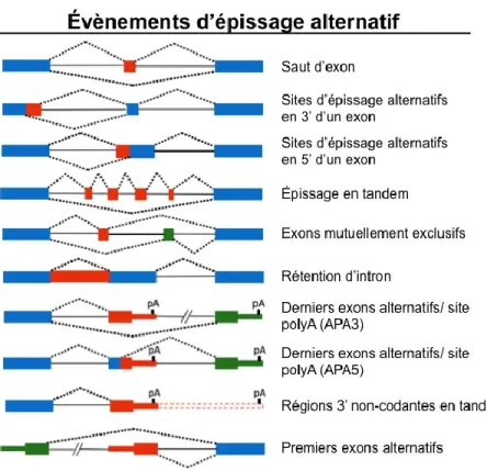 Figure 3. Évènements d'épissage alternatif  Figure adaptée de Warzecha et al. 2012. 