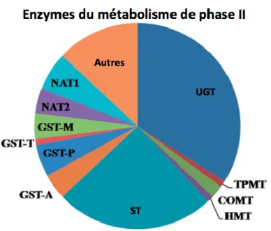 Figure 4. Principales enzymes responsables du métabolisme de phase II 
