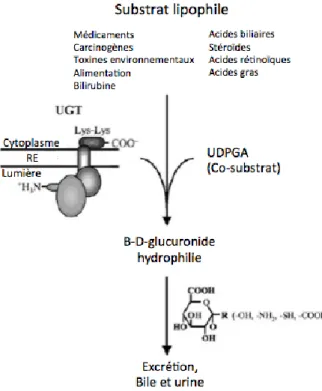 Figure 5. Schématisation de la réaction de glucuronidation 