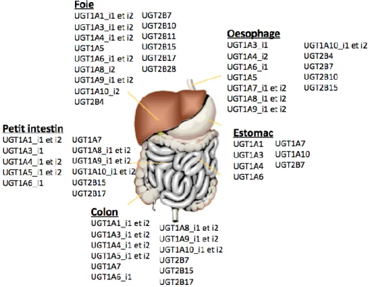 Figure 9. Distribution tissulaire des différents membres UGT1A et UGT2B 