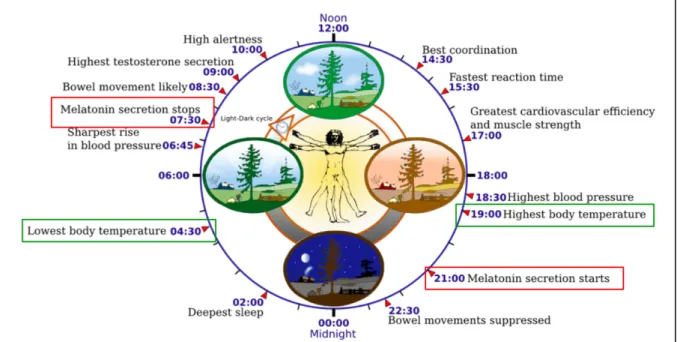 Fig 1. Schématisation des rythmes biologiques chez l’homme, d’après Smolensky et Lamberg, The  body clock guide to better health (2001) ; Dessin Yassine Mrabet 