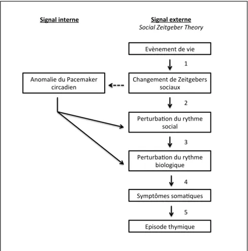Fig 7. Description des signaux internes et externes de la théorie des zeitgebers sociaux