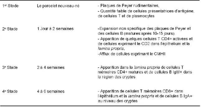 Tableau  4.  Stades  de  développement  du  système  immunitaire  mucosal  du  porcelet  nouveau-né