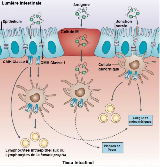 Figure 3. Principales voies d’entrée des antigènes dans le tissu intestinal. Les cellules  M  captent  et  transportent  activement  des  antigènes  pour  les  transférer  aux  cellules  présentatrices  d’antigène  (CPA),  c’est-à-dire  aux  cellules  dend