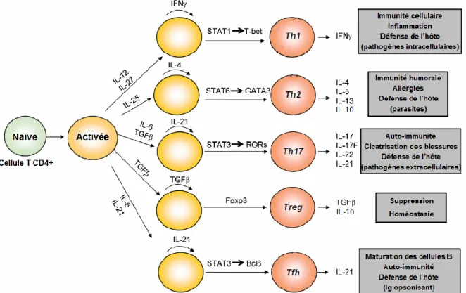 Figure 4. Différenciation des cellules T effectrices. Au moment où les cellules T CD4+ 