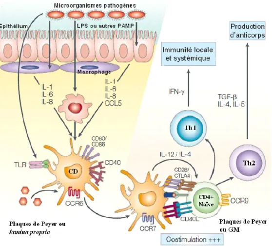 Figure  5.  Réponses  immunitaires  mucosales  typiques  engendrées  par  les  pathogènes  entériques