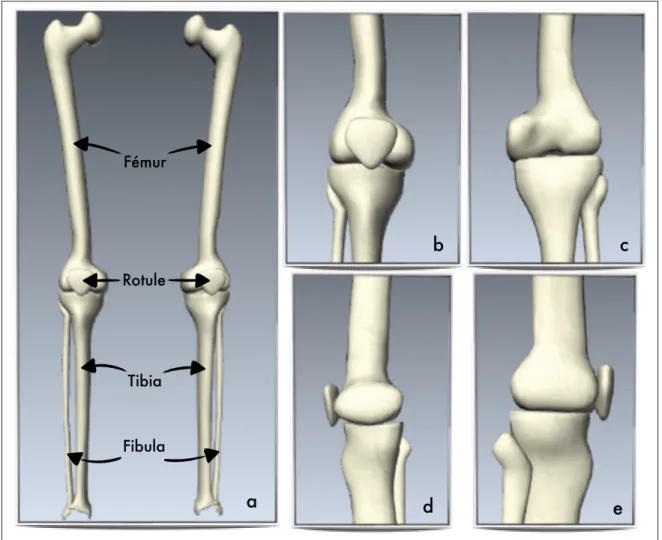 Figure 1.3 Anatomie descriptive du genou.