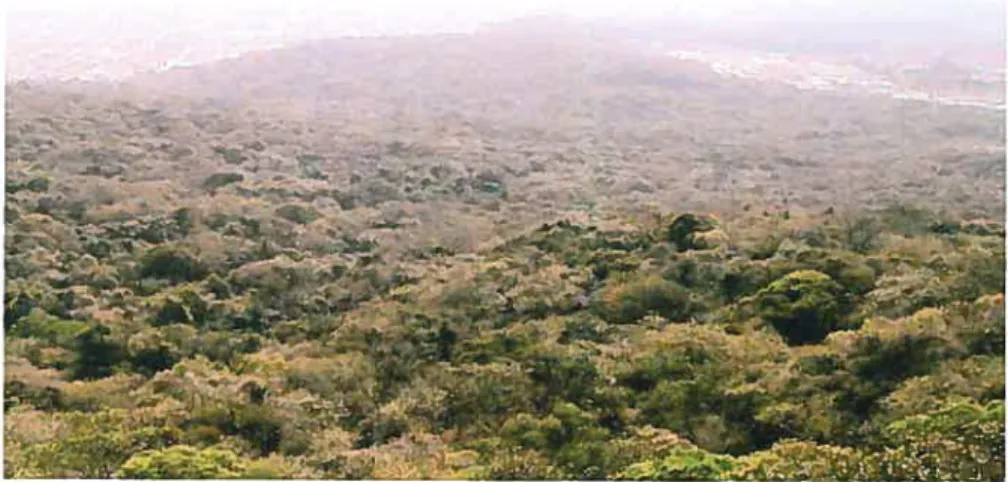 Figura 3.1. Vista da Floresta Atlântica que cobre o Morro do Boa Vista, centro de Joinville, Santa Catarina, Brasil