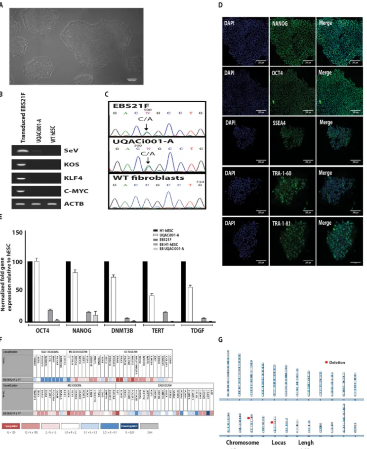 Fig. 1. Characterization of the UQACi001-A iPSC line.