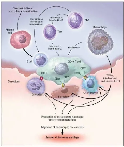 Figure  9:  Voies  de  signalisation  des  cytokines  impliquées  dans  la  polyarthrite rhumatoïde [40]: 