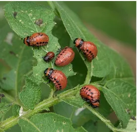 Figure 1.1 Colorado potato beetle larvae feeding on potato plant leaves  ( http://livingwithinsects.wordpress.com/page/48/ )