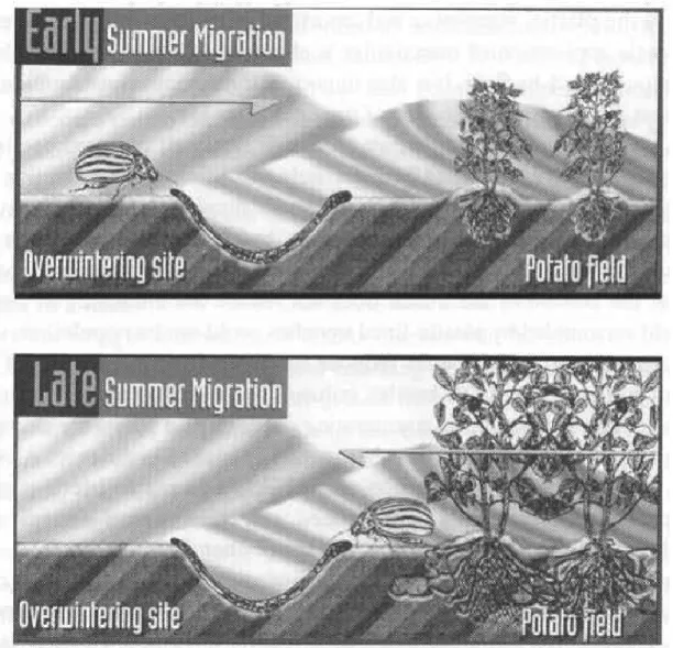 Figure 1.3: Overview of trenches covered by plastic rolls (Boiteau and Vernon, 2001). 