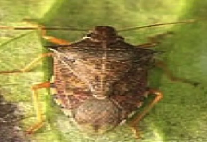 Figure 1.5: Podisus maculiventris adult ( http://greenmethods.com/biocontrols/podisus/ )