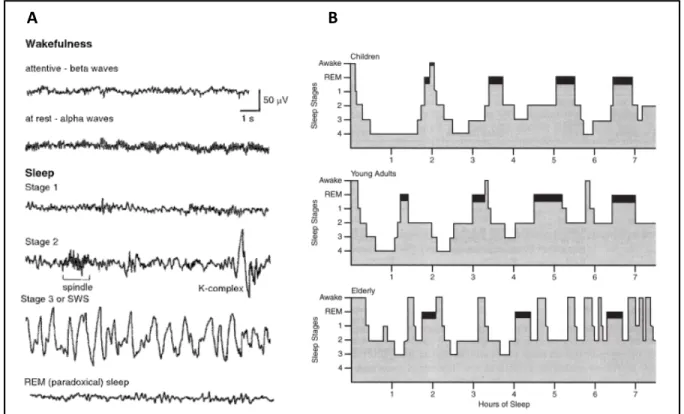 Figure 1.2  Stades et architecture du sommeil  A: Tracés EEG exemplaires de chaque stade 