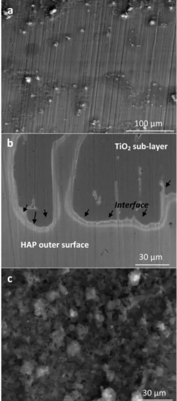 Fig. 4. SEM images of: (a) HAP–TiO 2 bilayer coating, and (b) the interface of the HAP coat- coat-ed on the TiO 2 interlayer, (c) HAP single coating.
