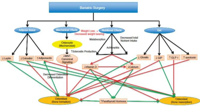 Figure 6 : mécanismes de la perte osseuse après chirurgie bariatrique selon Folli et al