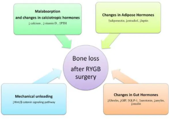 Figure 7 : mécanismes de la perte osseuse après chirurgie bariatrique selon Hage et al 2014