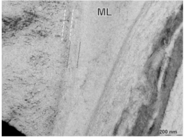 Fig. 5 a, b Medium magnification TEM micrographs showing the internal organisation of the cell-walls layers and their average relative thicknesses (dashed double arrows), c, d higher