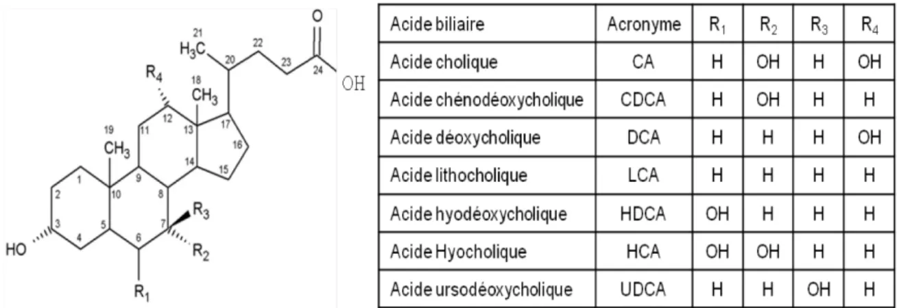 Figure 2: Structure des différents acides biliaires. 
