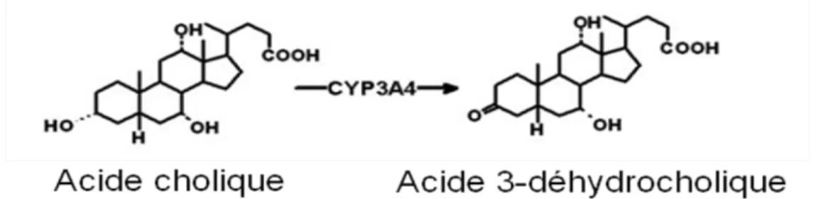 Figure 11 :  Métabolisme de l’acide cholique  menant à la formation de l’acide  3-déhydrocholique