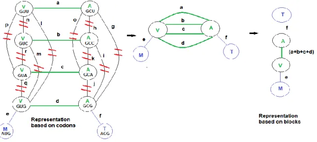Figure 4.2 Relationship between the codon-based and the synonymous codon block representations