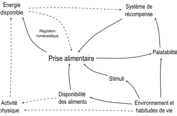 Figure 3: Principaux facteurs impliqués dans la prise alimentaire. 