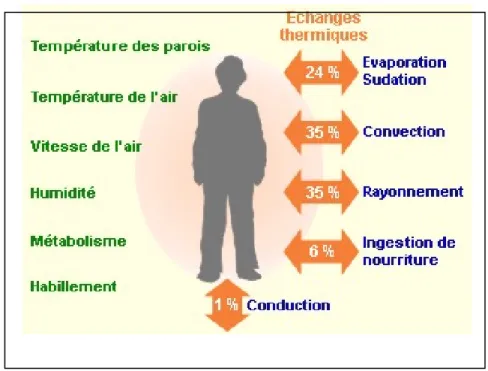 Figure 2.5 Illustration de la diffusion de chaleur entre l'individu et l'ambiance  Tirée de Louvain (2011) 