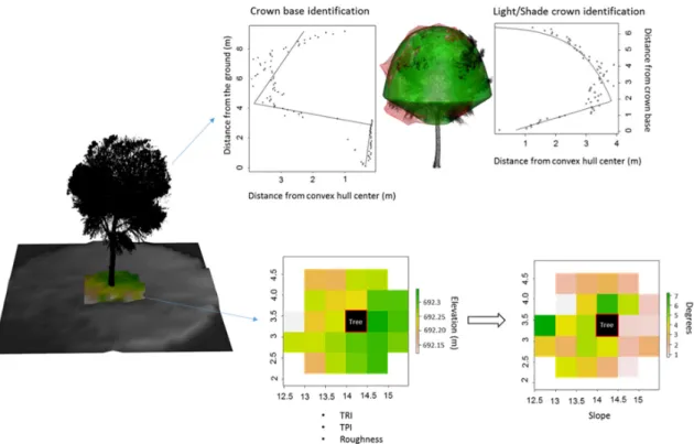 Figure 2. Summary of terrestrial laser scanning (TLS)-based metrics quantification methodology