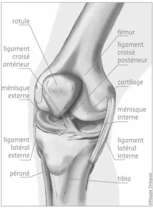 Figure 1.5 Anatomie du genou  