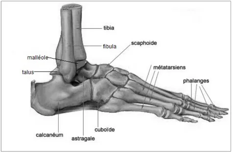 Figure 1.10 Anatomie du pied  