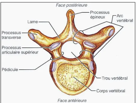 Figure 1.2 Anatomie des vertèbres thoracolombaires  Adaptée de Marieb (2005) 