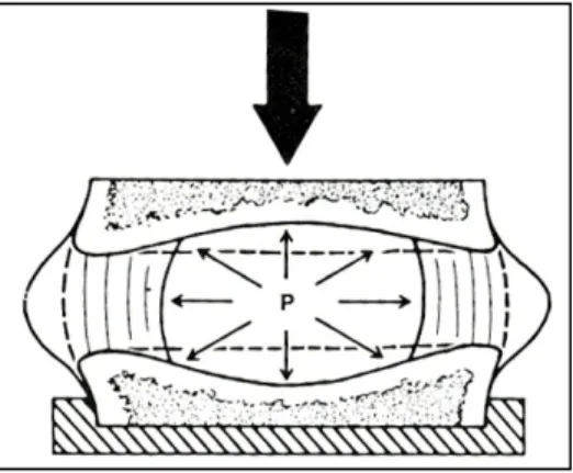 Figure 1.3 Comportement d'un disque intervertébral sous une force de compression  Adaptée de White et al