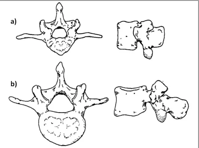 Figure 1.6 Aspect d'une vertèbre lombaire porcine (a) et humaine (b)  Adaptée de McLain et al