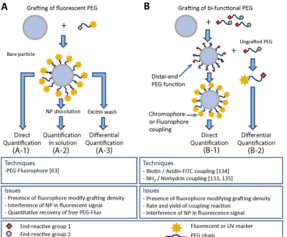 Figure 5. Strategies of PEG quantification by fluorescence or UV spectroscopy. (A) Grafting of  fluorescently labeled PEG; (B) Labeling of grafted PEG chains