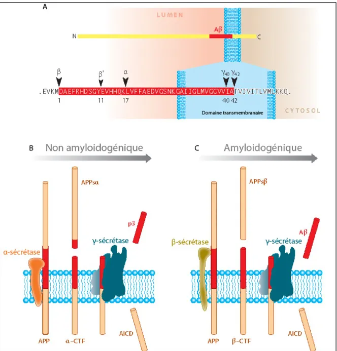 Figure  1-4.  Structure  et  métabolisme  de  la  protéine  précurseur  du  peptide  β-amyloïde  (APP)