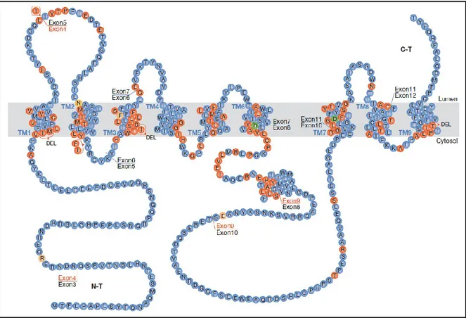 Figure  1-5.  Structures  des  présénilines  et  mutations  liées  aux  FAD.  La  structure  montrée  est  à  9  domaines  transmembranaires