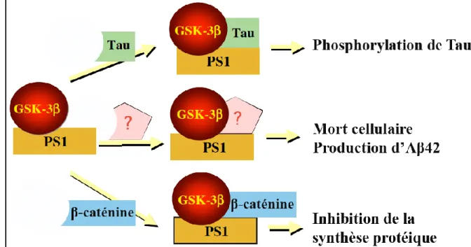 Figure  1-6.  Rôle  du  complexe  PS1/GSK-3β  dans  la  MA.  La  PS1  peut  agir  comme  une  protéine  qui  lie  la  GSK-3β  avec  des  substrats  protéiques  importants