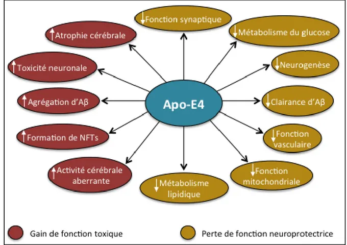 Figure  1-8.  Rôle  de  l’apolipoprotéine-E4  dans  la  MA.  Apo-E4  confère  un  gain  de  fonction  toxique  et/ou  une  perte  des  fonctions  neuroprotectrices  au  cours  de  la  pathogenèse  de  la  MA