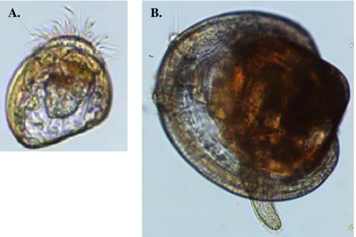 Figure 3. Photographie  au microscope de stade larvaire de moule  bleue A. Véligère B