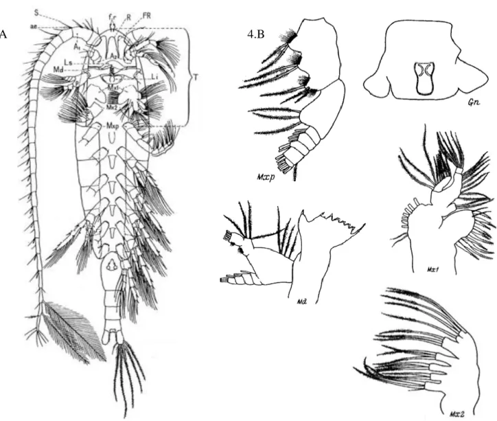 Figure 4. Anatomie  d’un  copépode ainsi que les appendices buccaux  utilisés pour leur alimentation  (adapté de Razouls et al