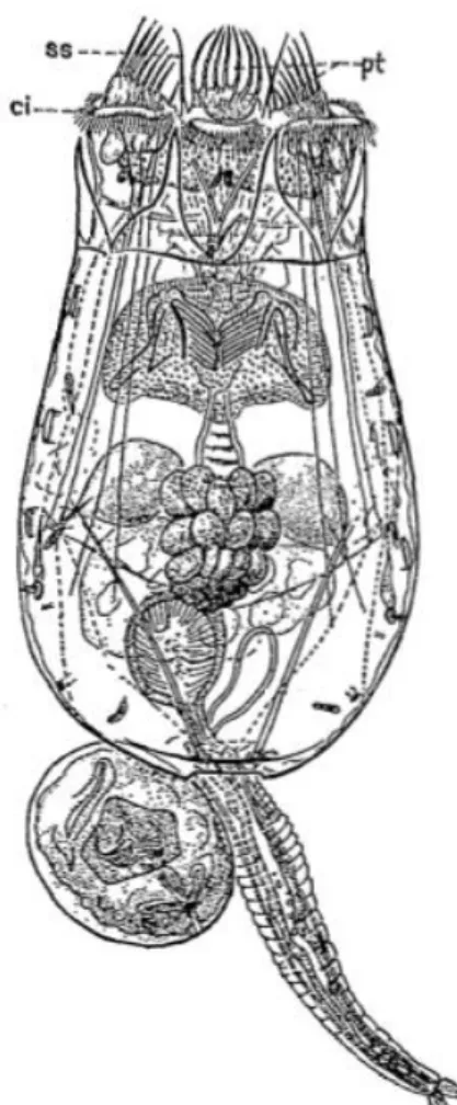 Figure  5.  Schéma  d’un  rotifère  tiré  de  Pourriot  &amp;  Barnabé  (1989b).  Brachionus  calyciflorus  femelle,  vue  dorsale  avec  un  œuf  immédiat  femelle