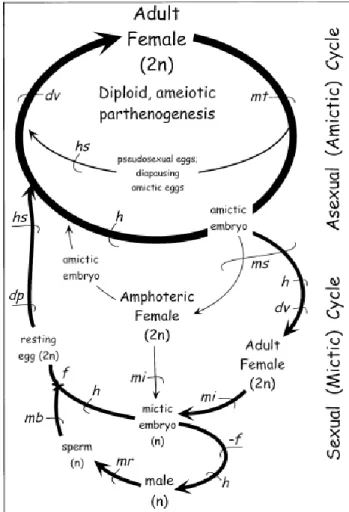 Figure  7. Schéma  tiré de Wallace (2002). Cycle  de  vie généralisé des rotifères. L’épaisseur des flèches  indique  la  fréquence  relative  des  composantes  du  cycle  de  vie  (asexuel  et  sexuel)  chez  les  rotifères  monogonontes