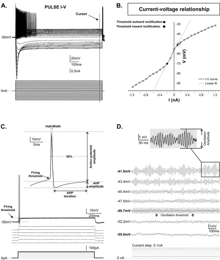 Figure 9. Methods used to describe membrane properties of NVmes neurons. A: Hyperpolarizing and depolarizing current injections of 1 s duration were used to construct current voltage relationships
