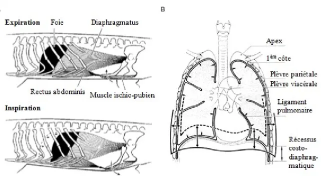 Figure  1.3 :  Diagrammes  schématiques  illustrant  le  fonctionnement  de  la  pompe  à  aspiration  des  crocodiliens  et  des  mammifères