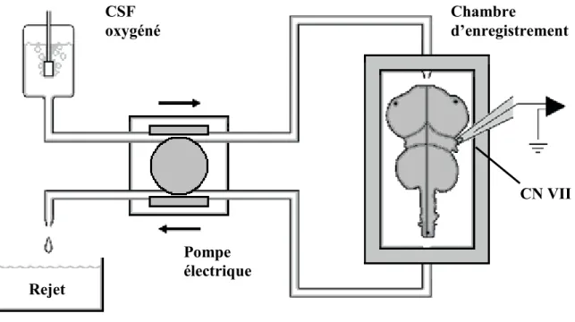 Figure 1.7 : Schéma du montage de la préparation in vitro du tronc cérébral isolé. Dans le cas de l’étude  présentée  au chapitre II, une  pompe  électrique  a  été  utilisée  pour faire  circuler  le  liquide  céphalo-rachidien  artificiel  (CSF)  oxygéné