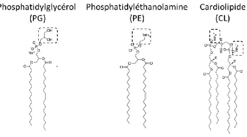Figure  12 :  Principaux  constituants  moléculaires  des  phospholipides.  Structures  des  phospholipides  majoritaires  chez  les  bactéries  à  Gram(-)